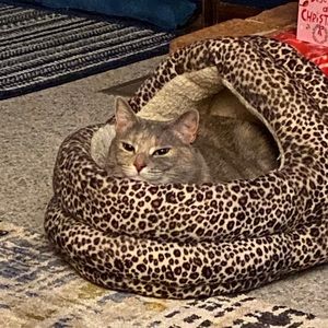 Meet your Posher, Karen